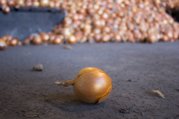 Yellow Onion pile Minkus Family Farms