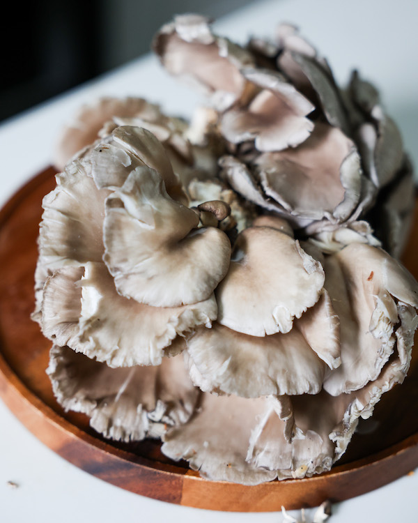 Large Oyster Mushroom Cap